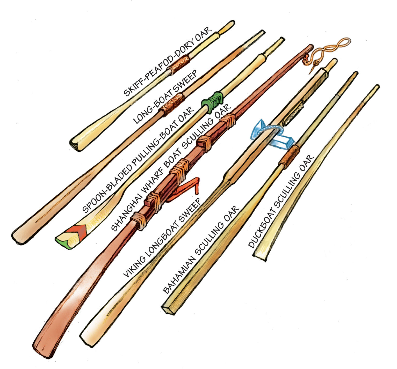 Illustrated drawing of different oar types and their names.