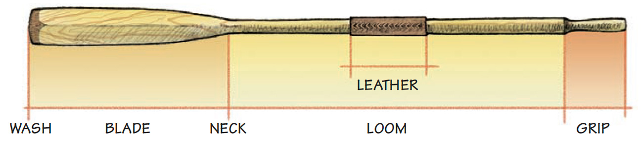 Color illustration of the anatomy of the oar.